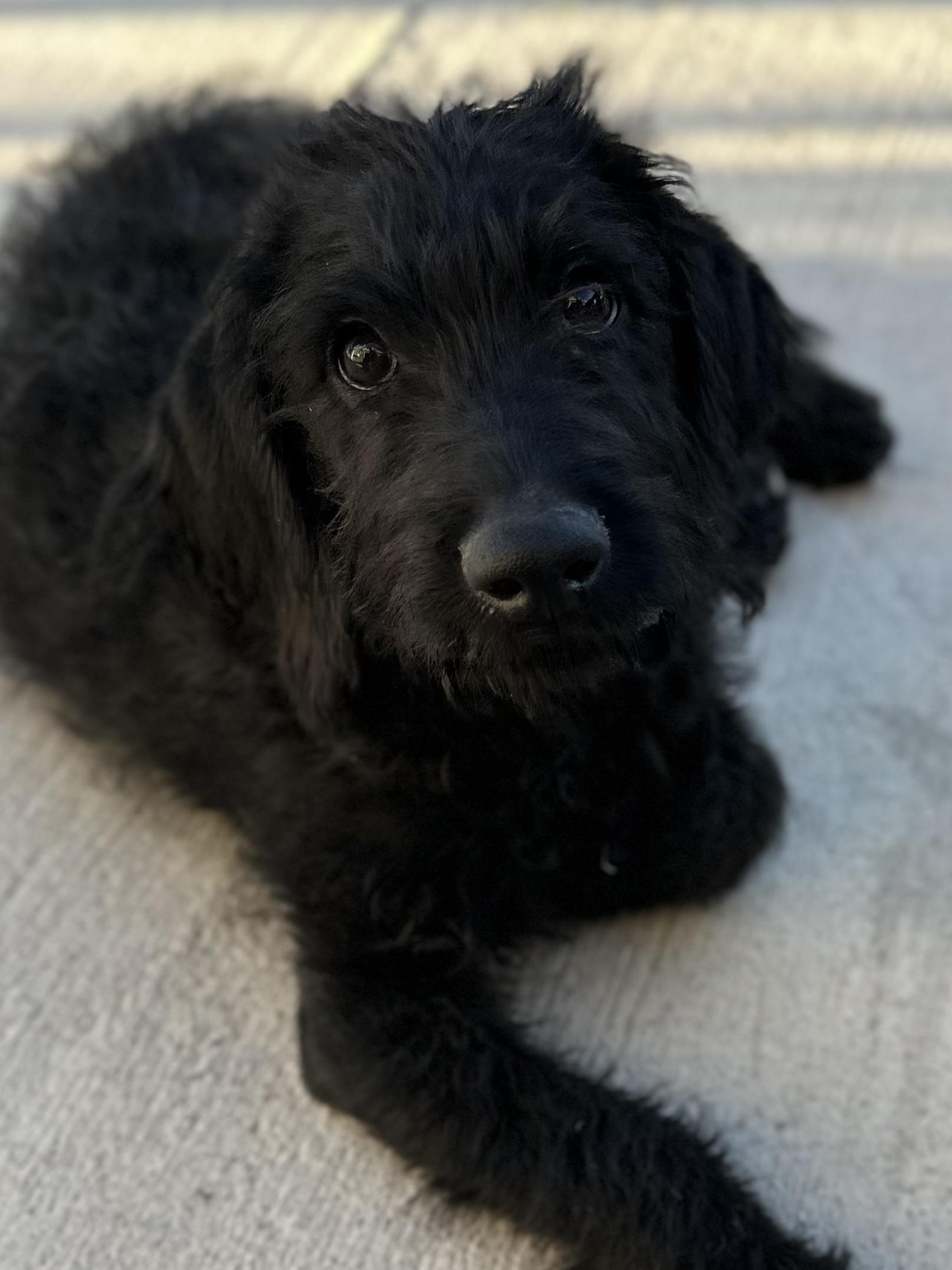 Harvey, an adoptable Labradoodle in Las Vegas, NV, 89145 | Photo Image 4