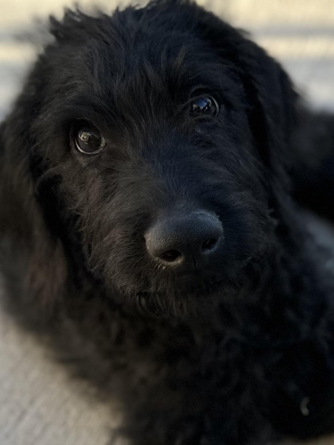 Harvey, an adoptable Labradoodle in Las Vegas, NV, 89145 | Photo Image 1