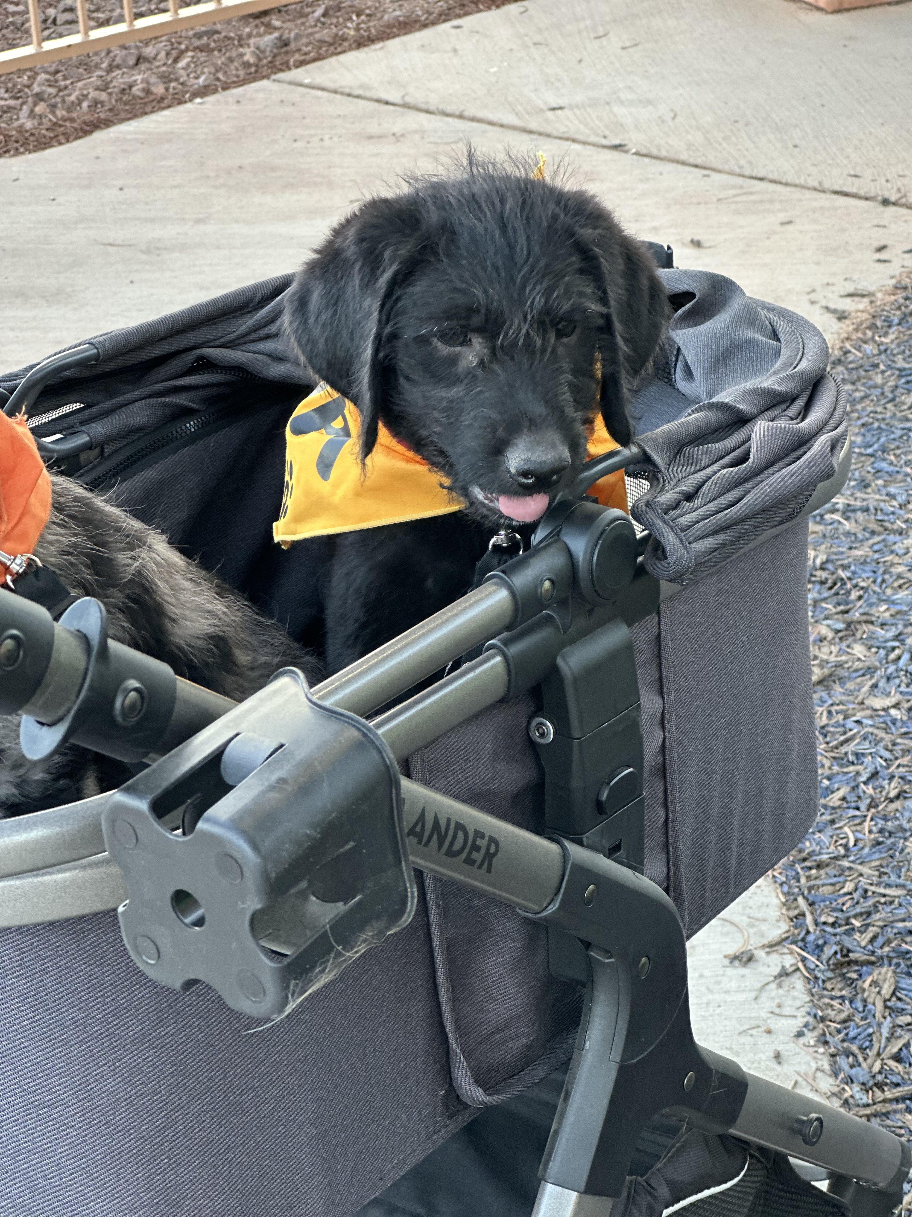 Harvey, an adoptable Labradoodle in Las Vegas, NV, 89145 | Photo Image 3