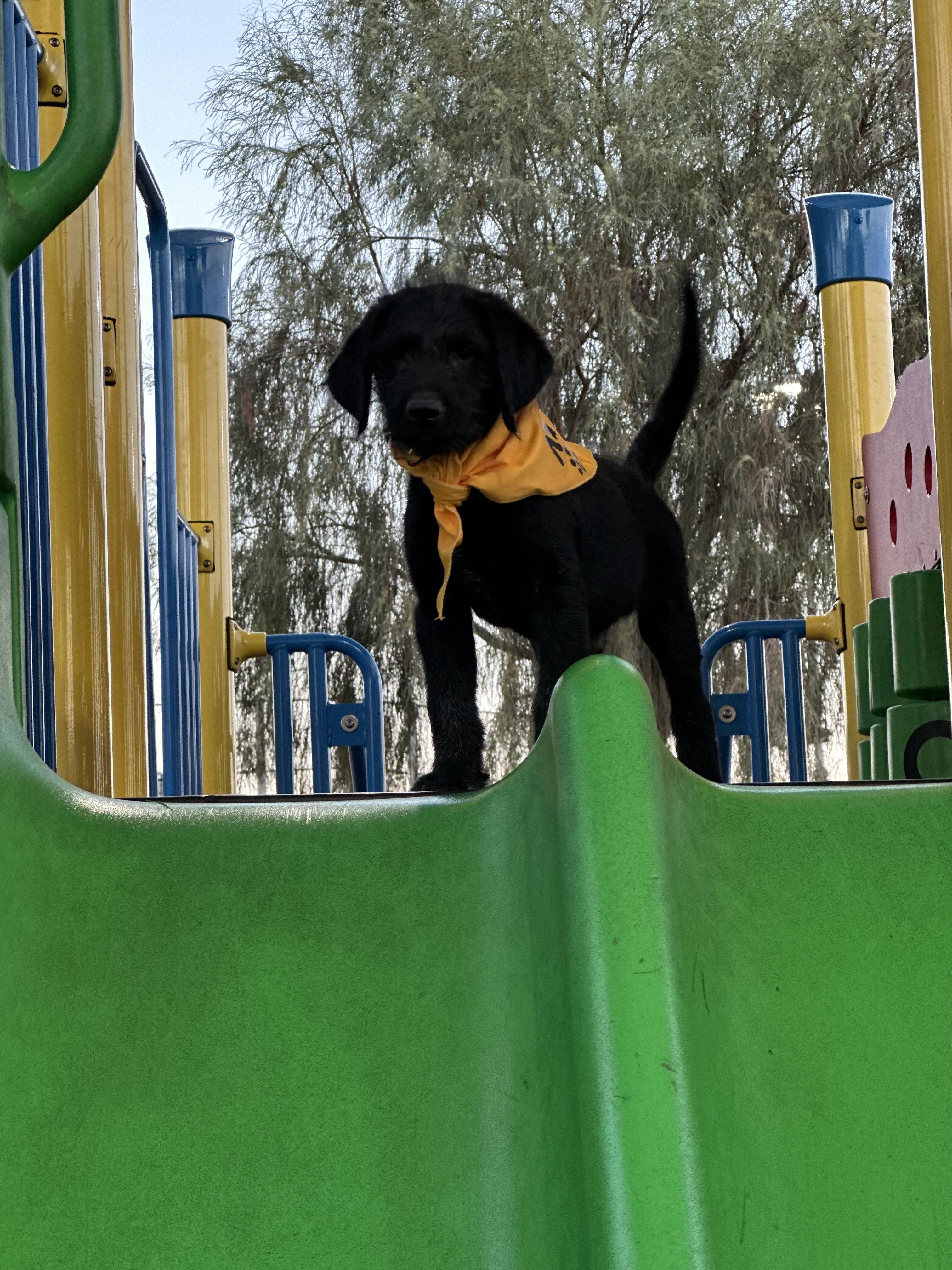 Harvey, an adoptable Labradoodle in Las Vegas, NV, 89145 | Photo Image 2