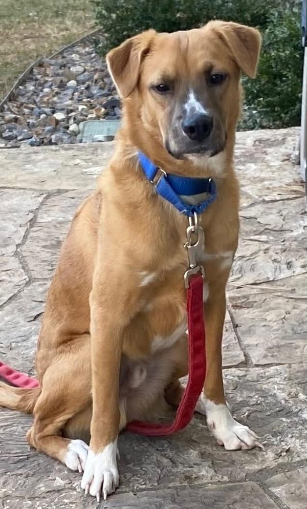 Ken, Adoptable, Young Male Retriever & Collie.