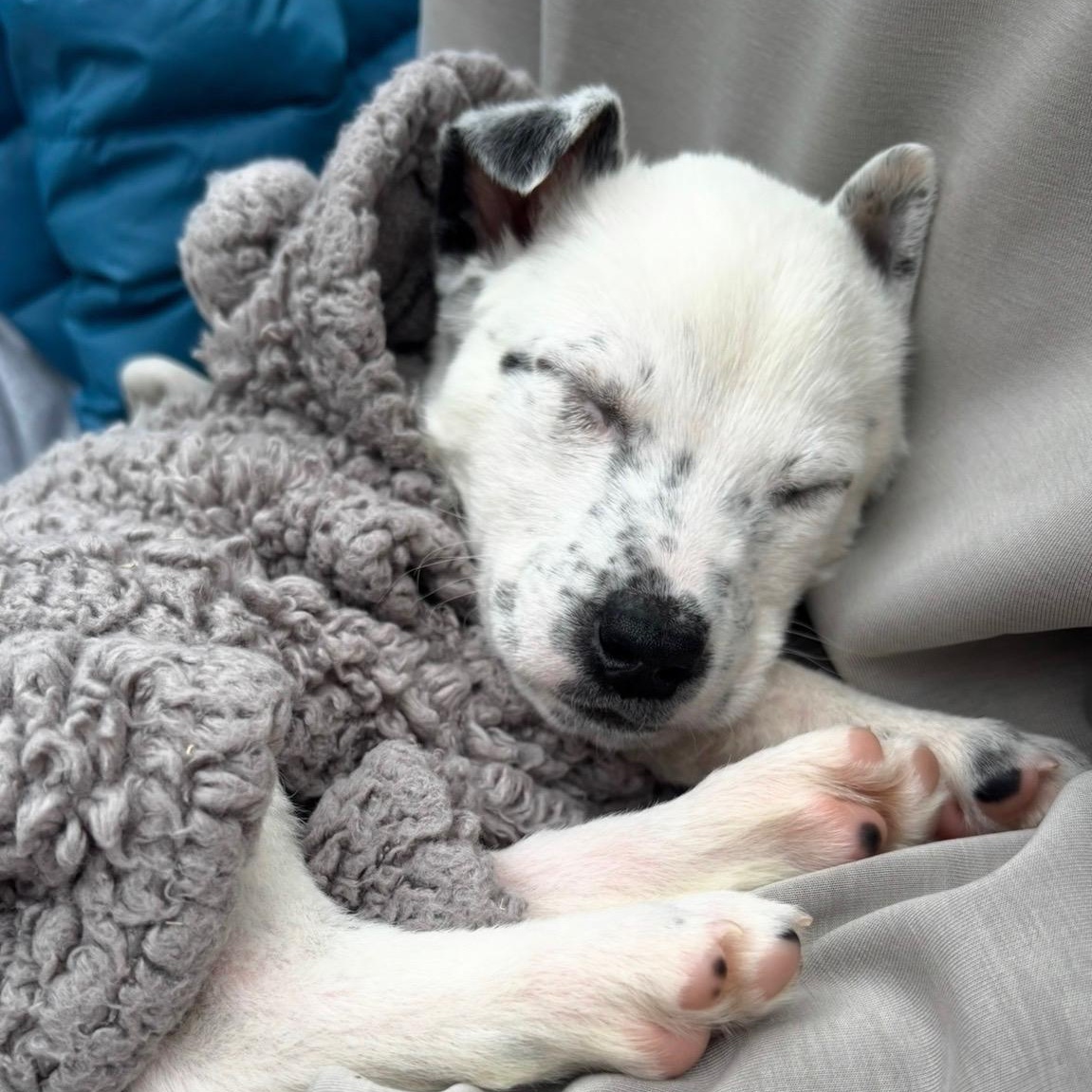 Enlarge Toby, a Adoptable mixed breed in Fort Mill, SC image 6/6