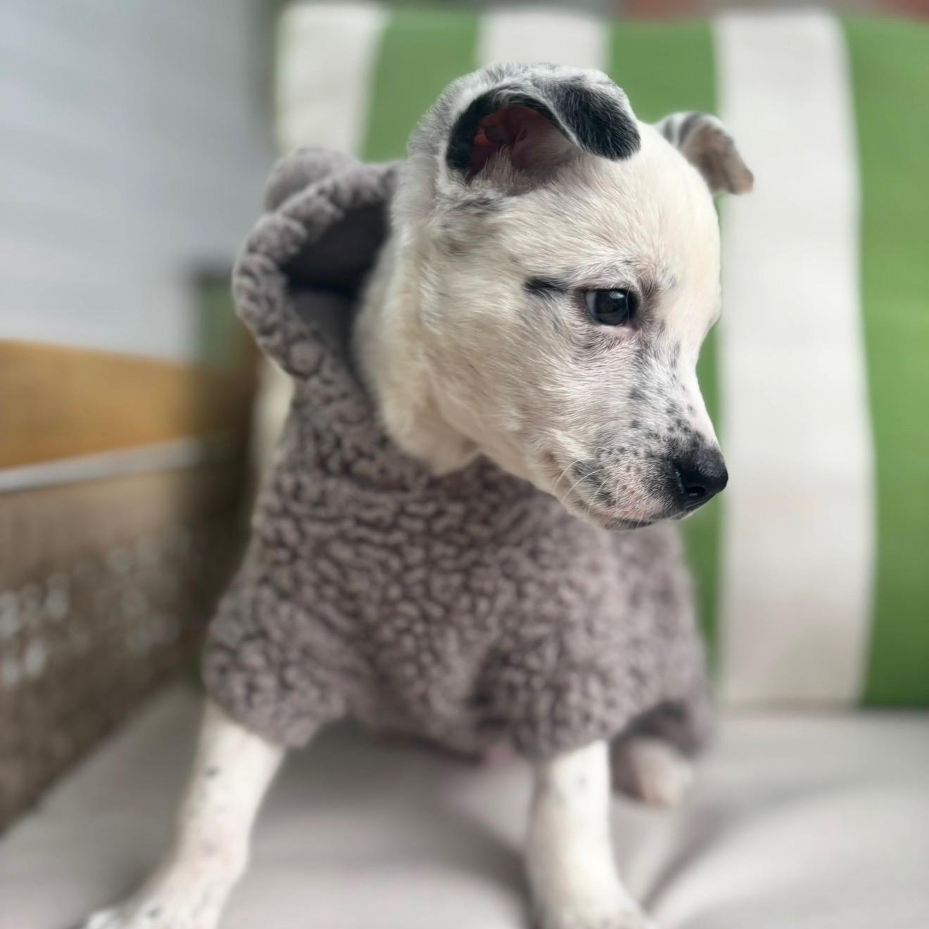 Enlarge Toby, a Adoptable mixed breed in Fort Mill, SC image 2/6