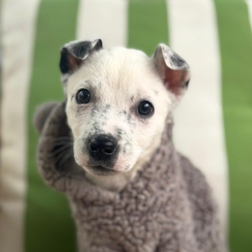 Toby, Adoptable, Puppy Male Great Pyrenees & Labrador Retriever.