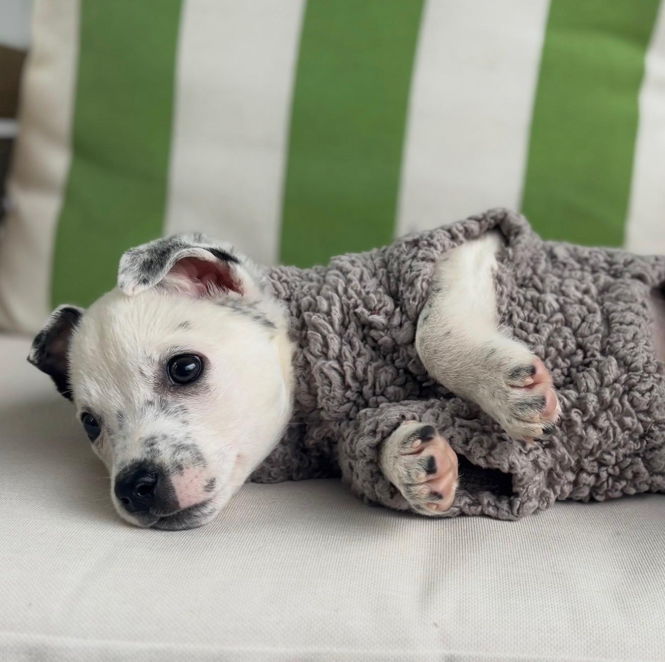 Enlarge Toby, a Adoptable mixed breed in Fort Mill, SC image 3/6