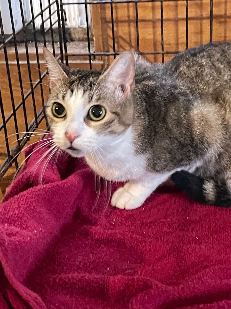 JOLIE, Adoptable, Young Female Domestic Short Hair & Tabby.