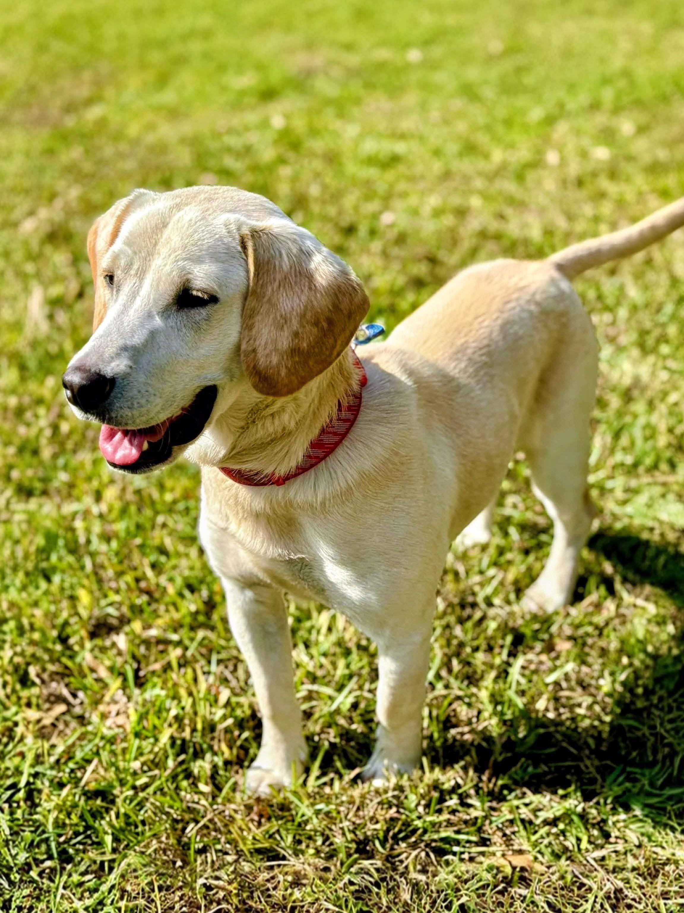 Graham, an adopted Yellow Labrador Retriever in Willington, CT image 5/6