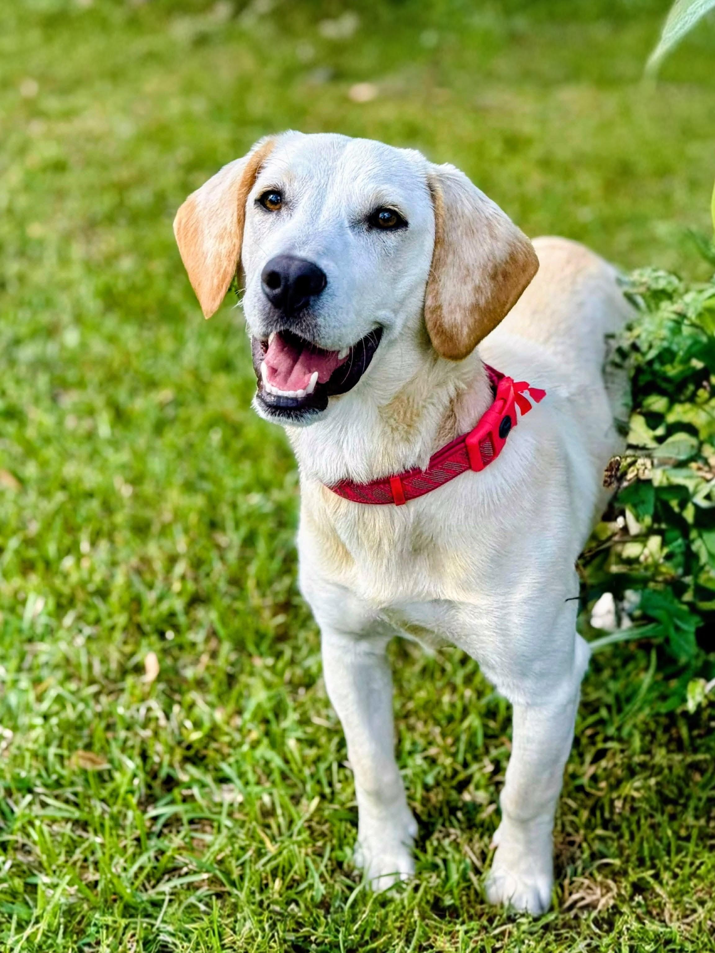Graham, an adopted Yellow Labrador Retriever in Willington, CT image 1/6