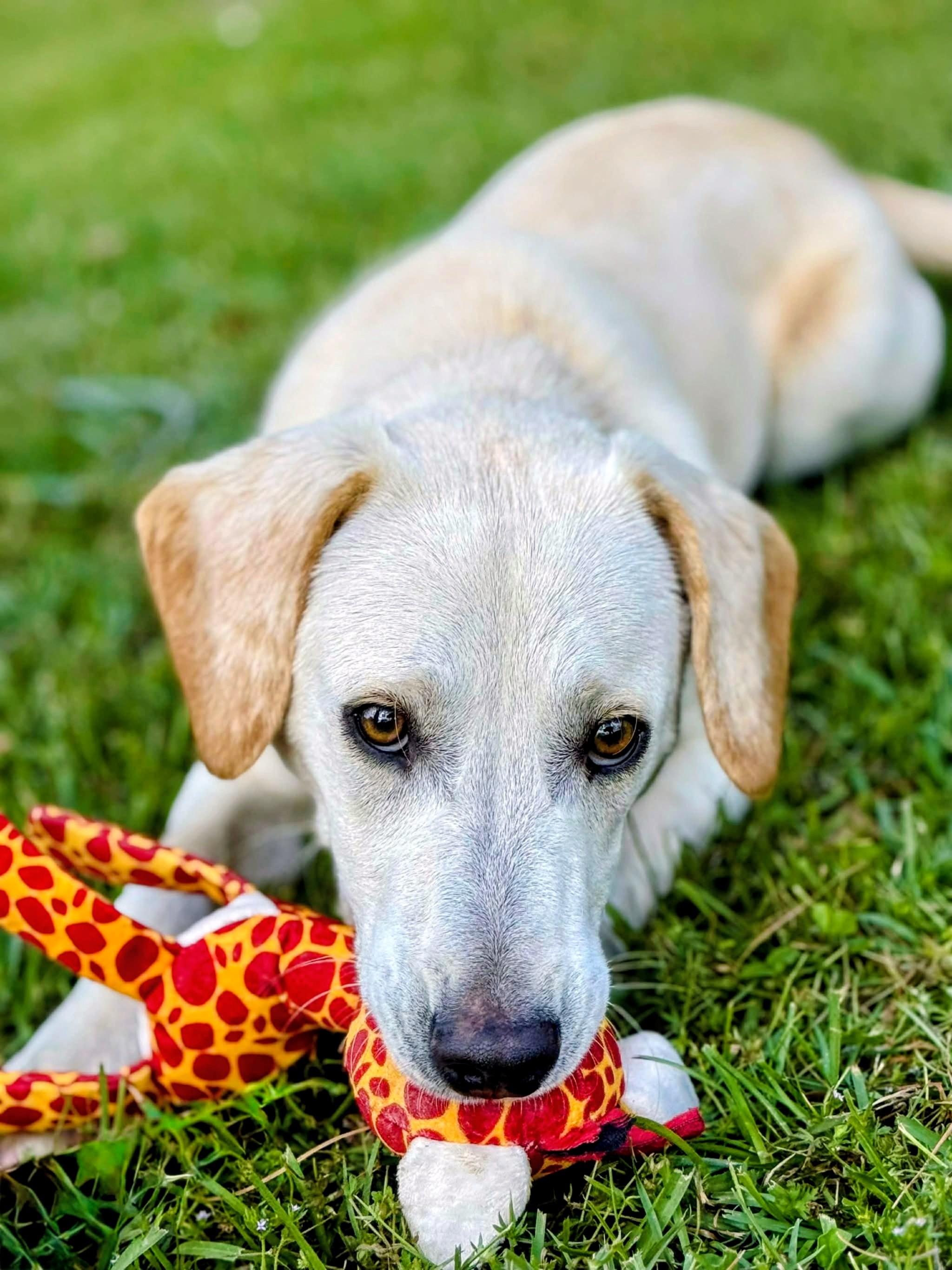Graham, an adopted Yellow Labrador Retriever in Willington, CT image 2/6