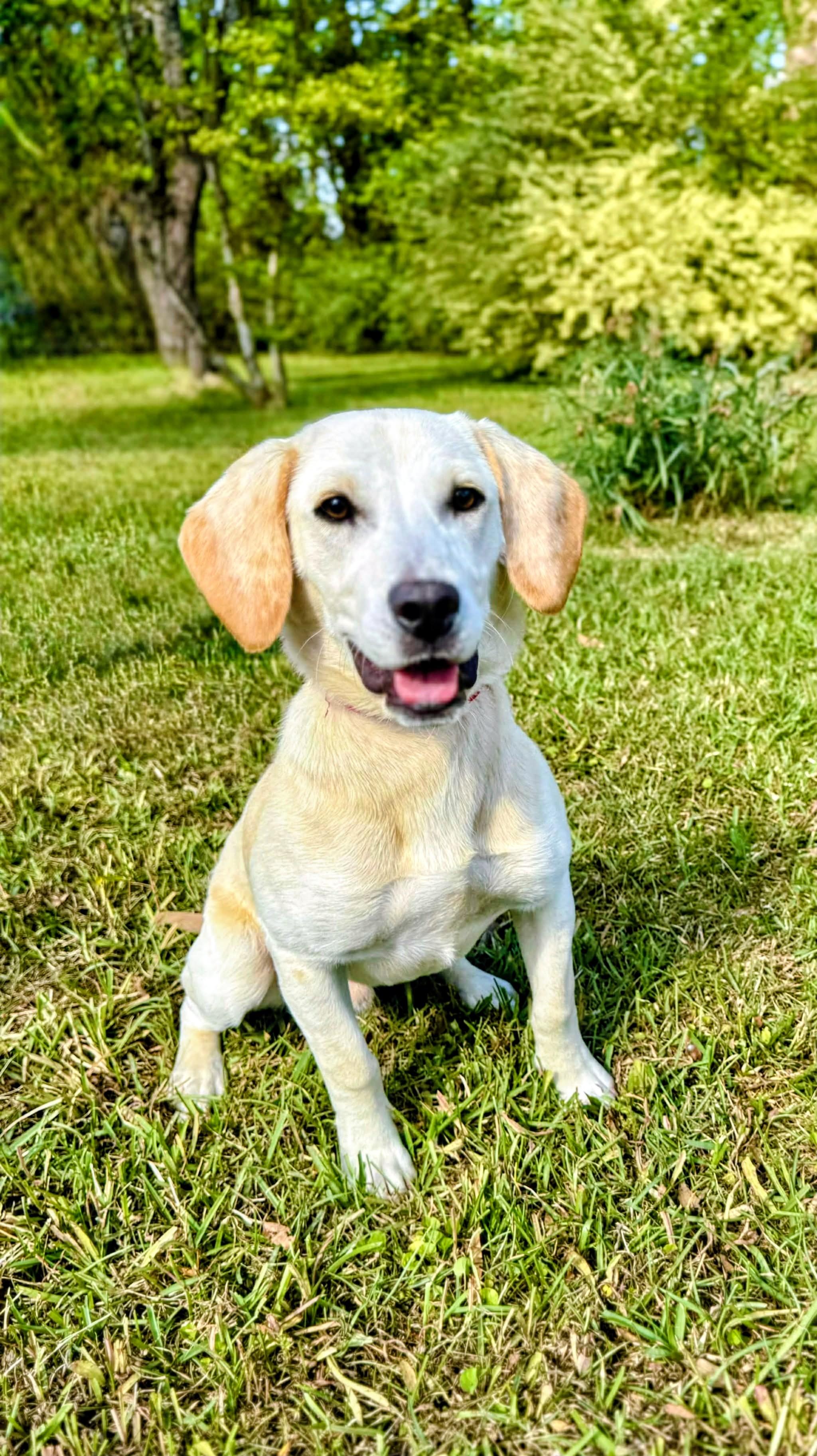 Graham, an adopted Yellow Labrador Retriever in Willington, CT image 3/6