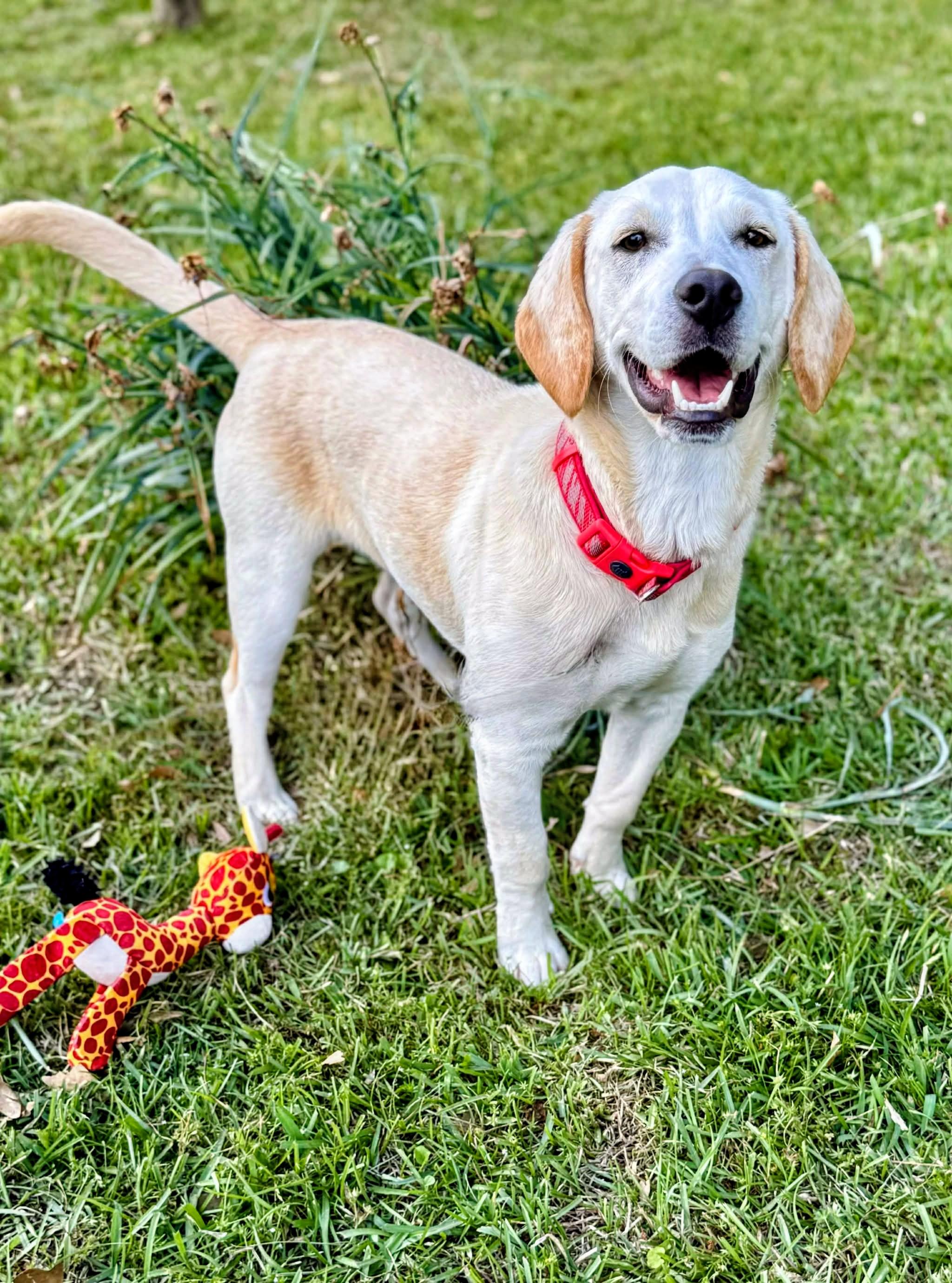 Graham, an adopted Yellow Labrador Retriever in Willington, CT image 4/6