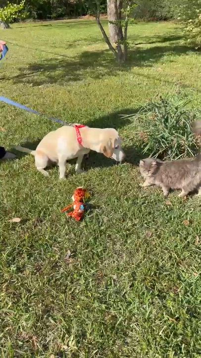 Enlarge Graham, an adopted Yellow Labrador Retriever in Willington, CT video 6/6