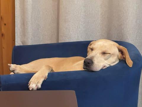 Enlarge Penny #26, an adopted Yellow Labrador Retriever in Killingworth, CT image 2/6