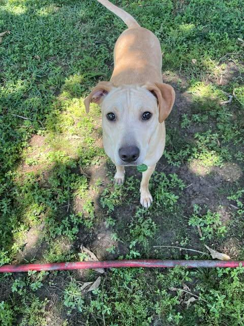Enlarge Penny #26, an adopted Yellow Labrador Retriever in Killingworth, CT image 5/6