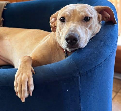 Enlarge Penny #26, an adopted Yellow Labrador Retriever in Killingworth, CT image 1/6