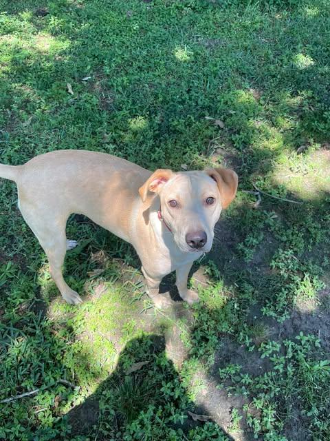 Enlarge Penny #26, an adopted Yellow Labrador Retriever in Killingworth, CT image 4/6