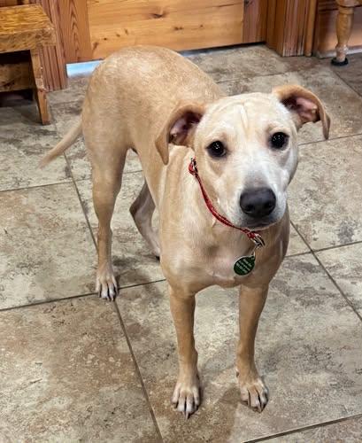Enlarge Penny #26, an adopted Yellow Labrador Retriever in Killingworth, CT image 3/6