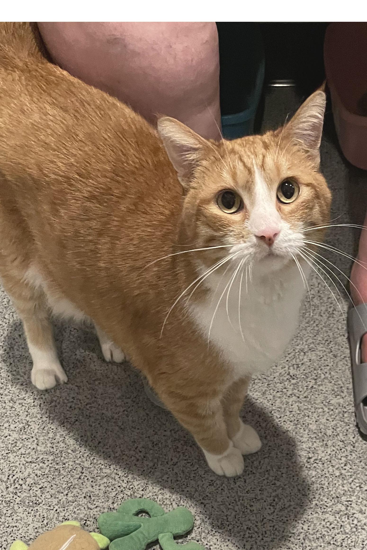 Patrick, Adoptable, Adult Male Domestic Short Hair.