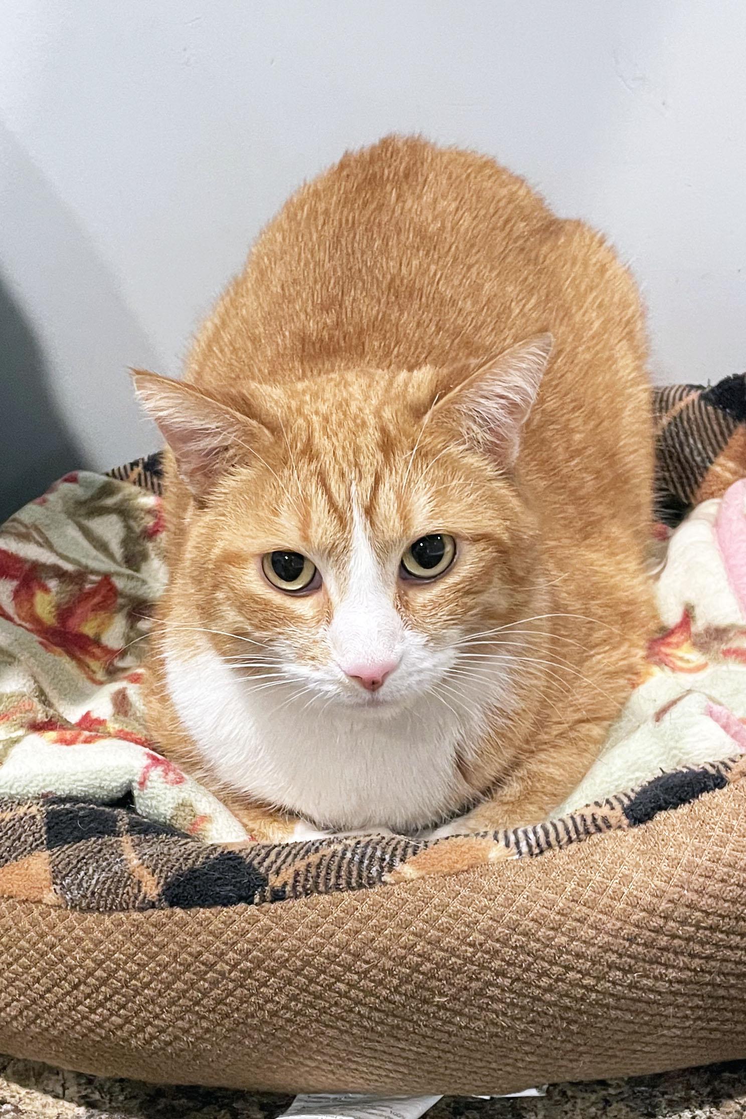 Patrick, a Adoptable Domestic Short Hair in Lincoln, NE image 2/2