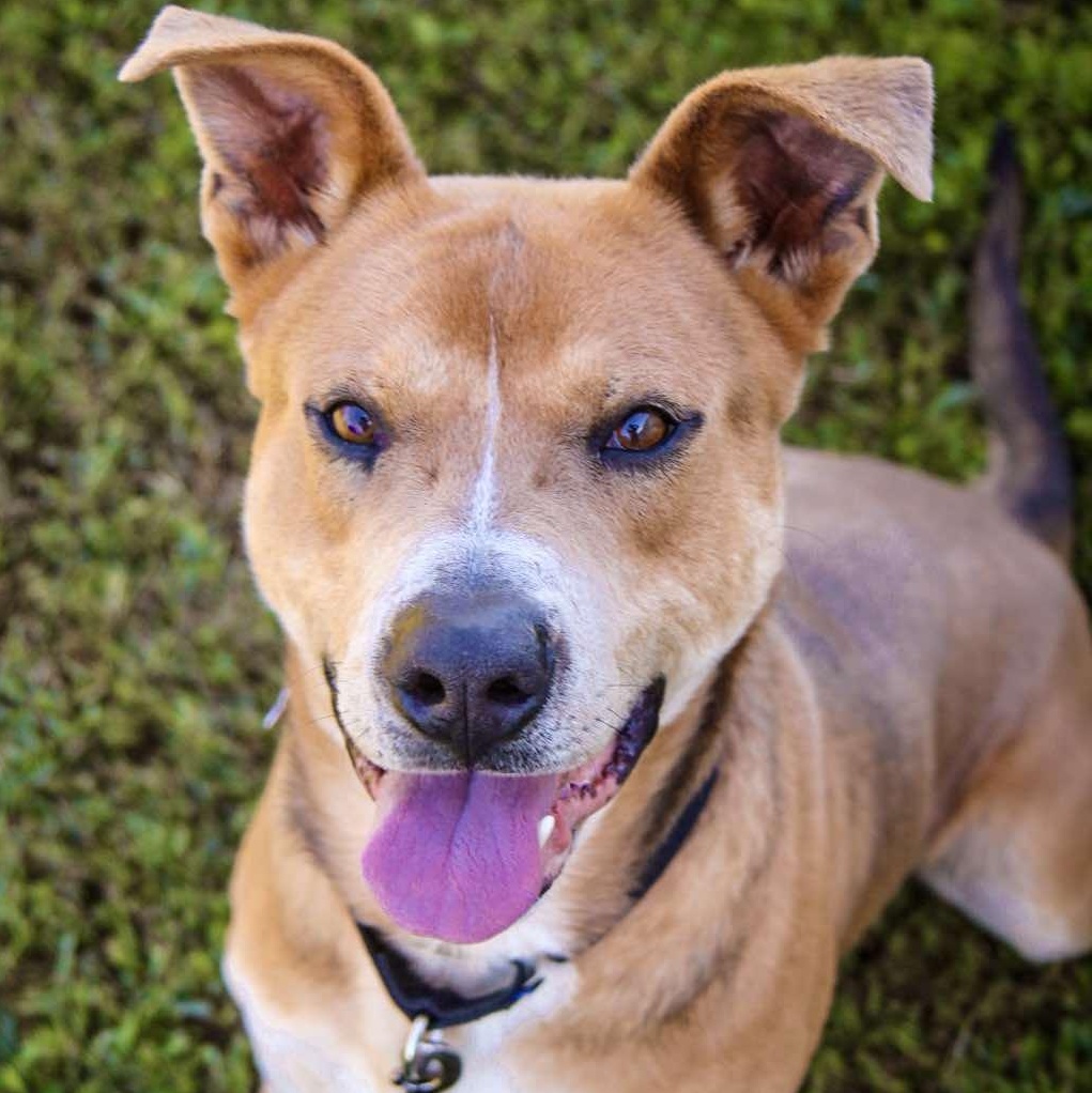 Big Bear, Adoptable, Adult Male Shepherd.