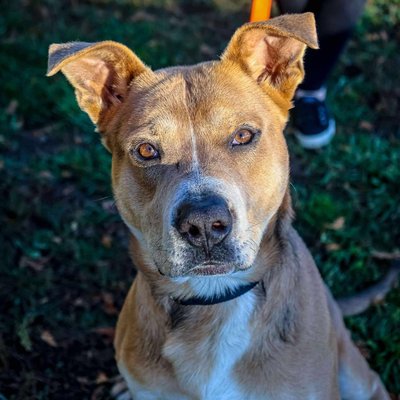 Big Bear, a Adoptable Shepherd in Valparaiso, IN image 4/5