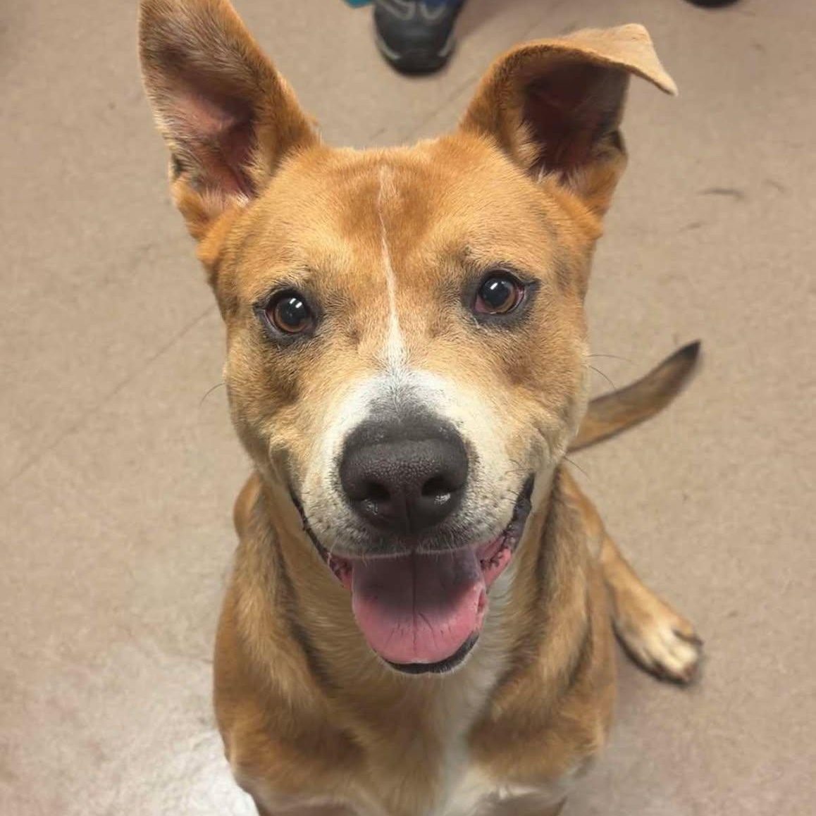 Big Bear, a Adoptable Shepherd in Valparaiso, IN image 3/5