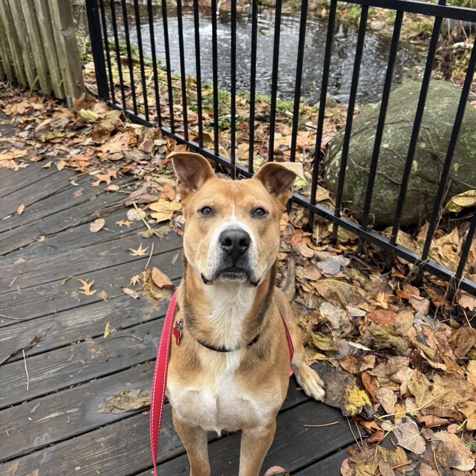 Big Bear, Adoptable, Adult Male Shepherd.