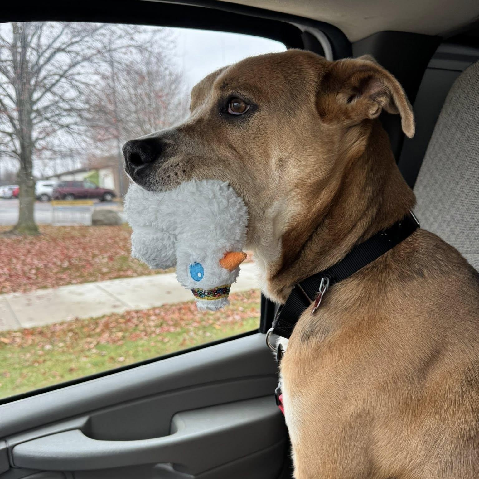 Big Bear, a Adoptable Shepherd in Valparaiso, IN image 5/5
