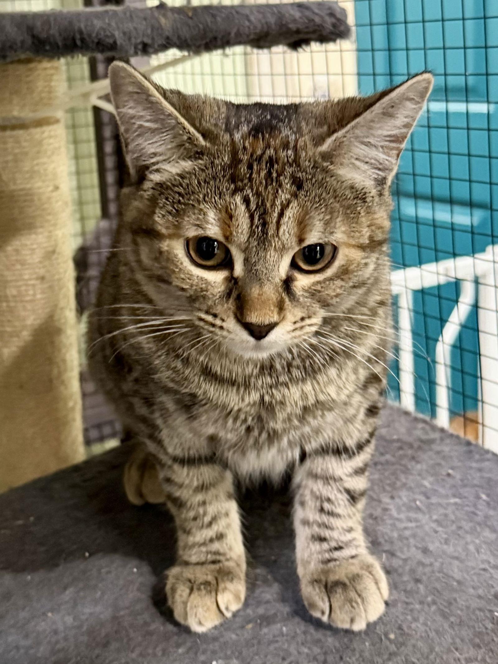Enlarge CAT - Winona, a Adoptable Domestic Short Hair in GILBERTS, IL image 2/3