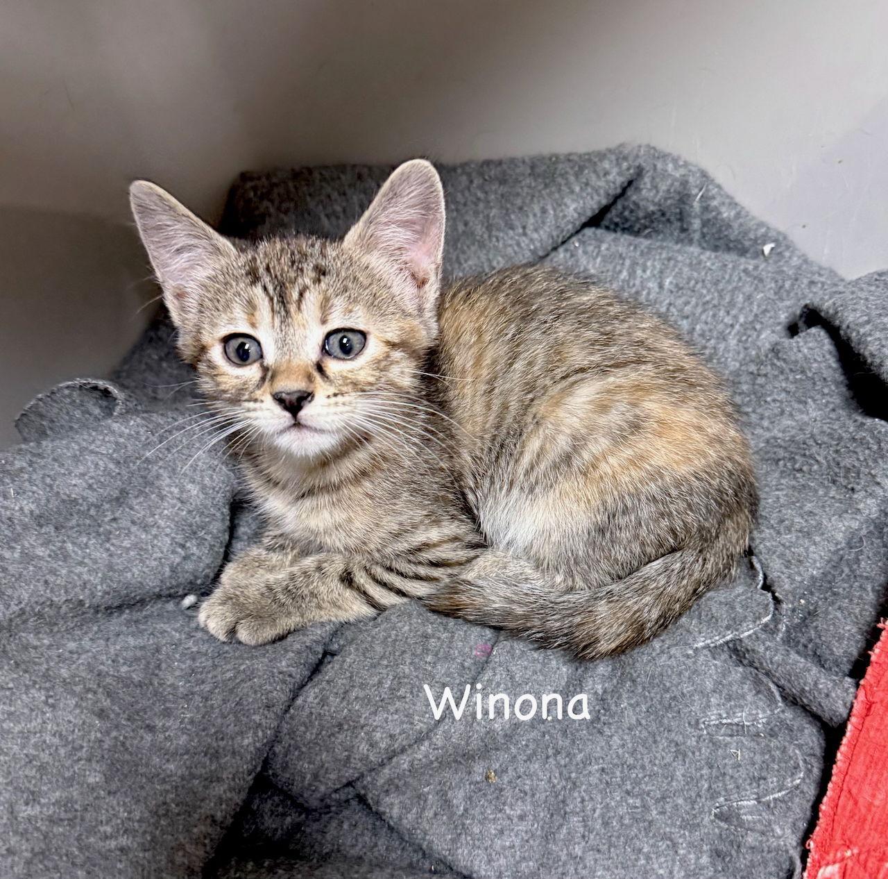 CAT-WINONA, Adoptable, Young Female Domestic Short Hair.
