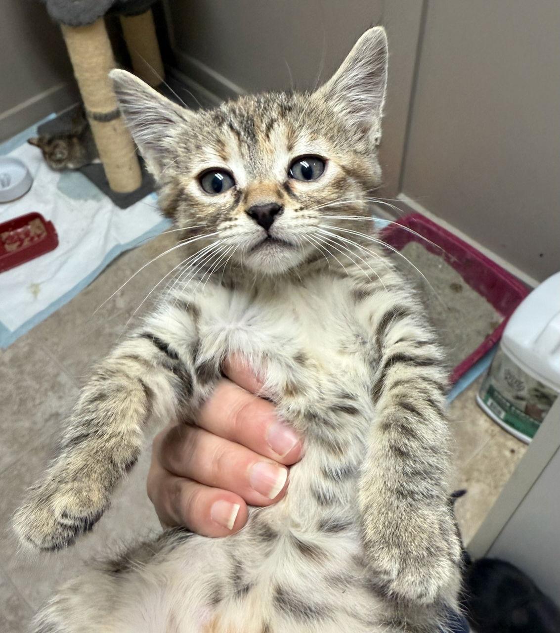 Enlarge CAT-WINONA, a Adoptable Domestic Short Hair in GILBERTS, IL image 2/3