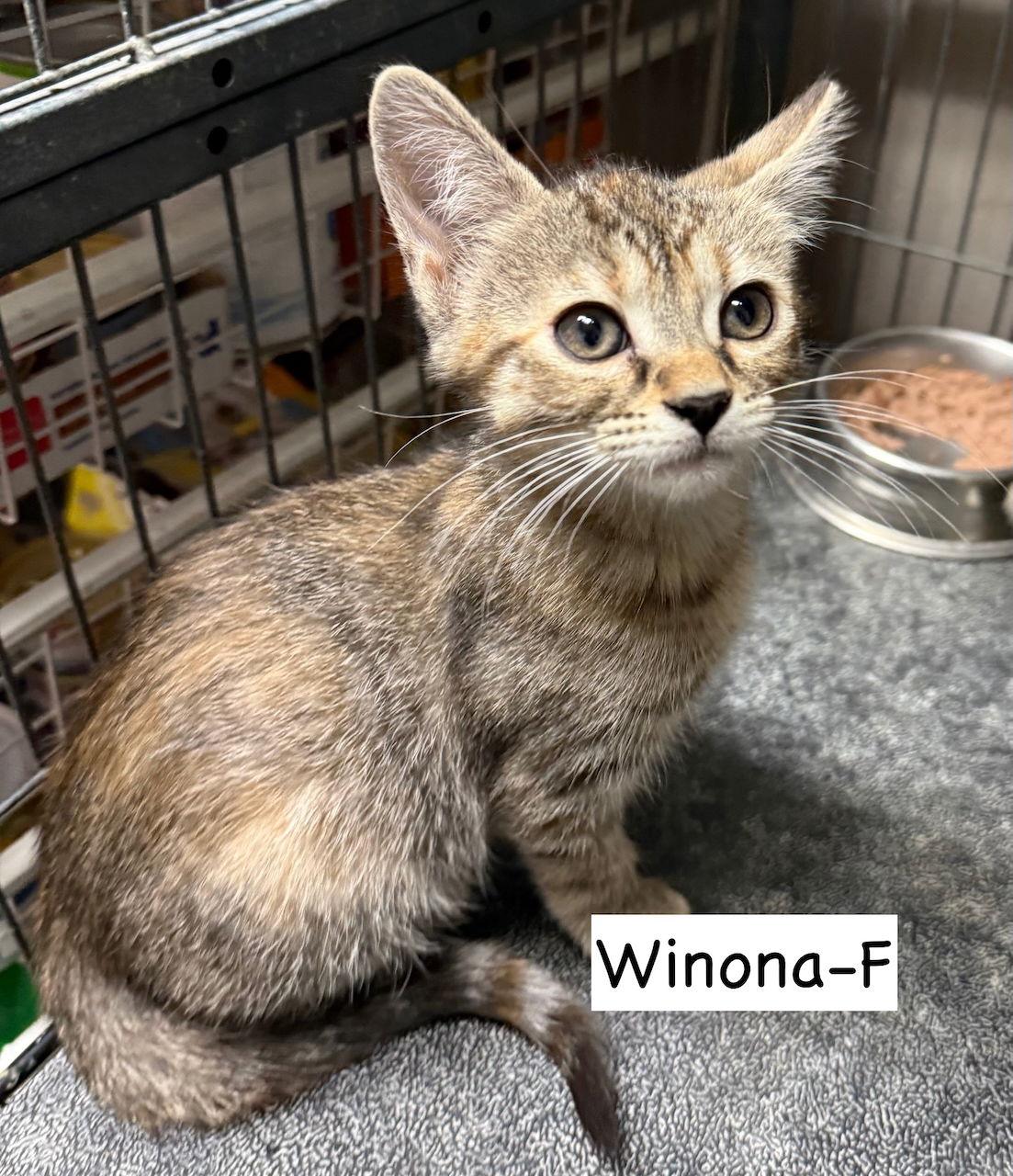 Enlarge CAT-WINONA, a Adoptable Domestic Short Hair in GILBERTS, IL image 3/3