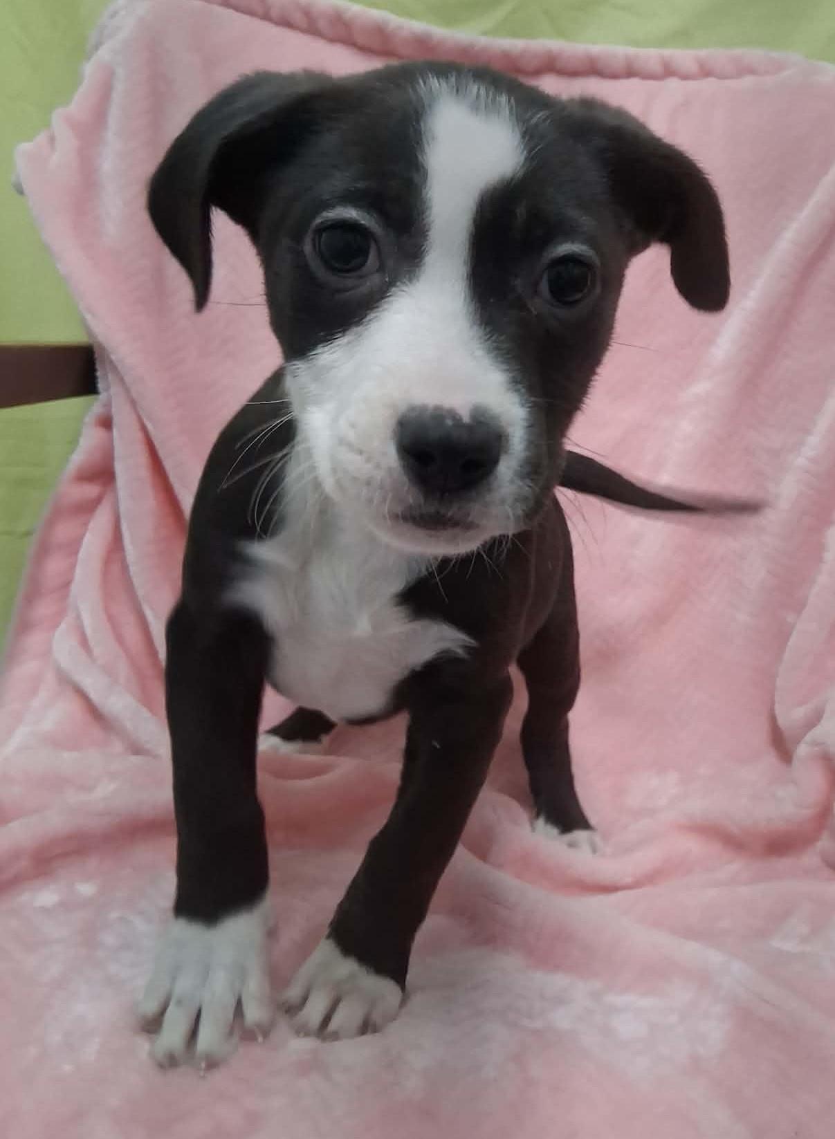 Enlarge Ginny, a ADOPTABLE Mixed Breed in Springfield, VT image 1/6