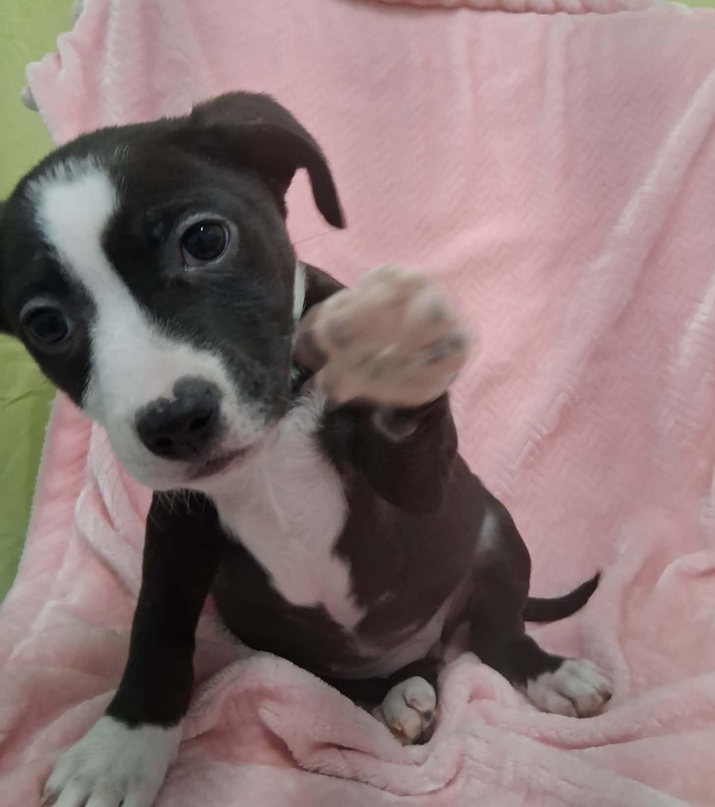 Enlarge Ginny, a ADOPTABLE Mixed Breed in Springfield, VT image 2/6