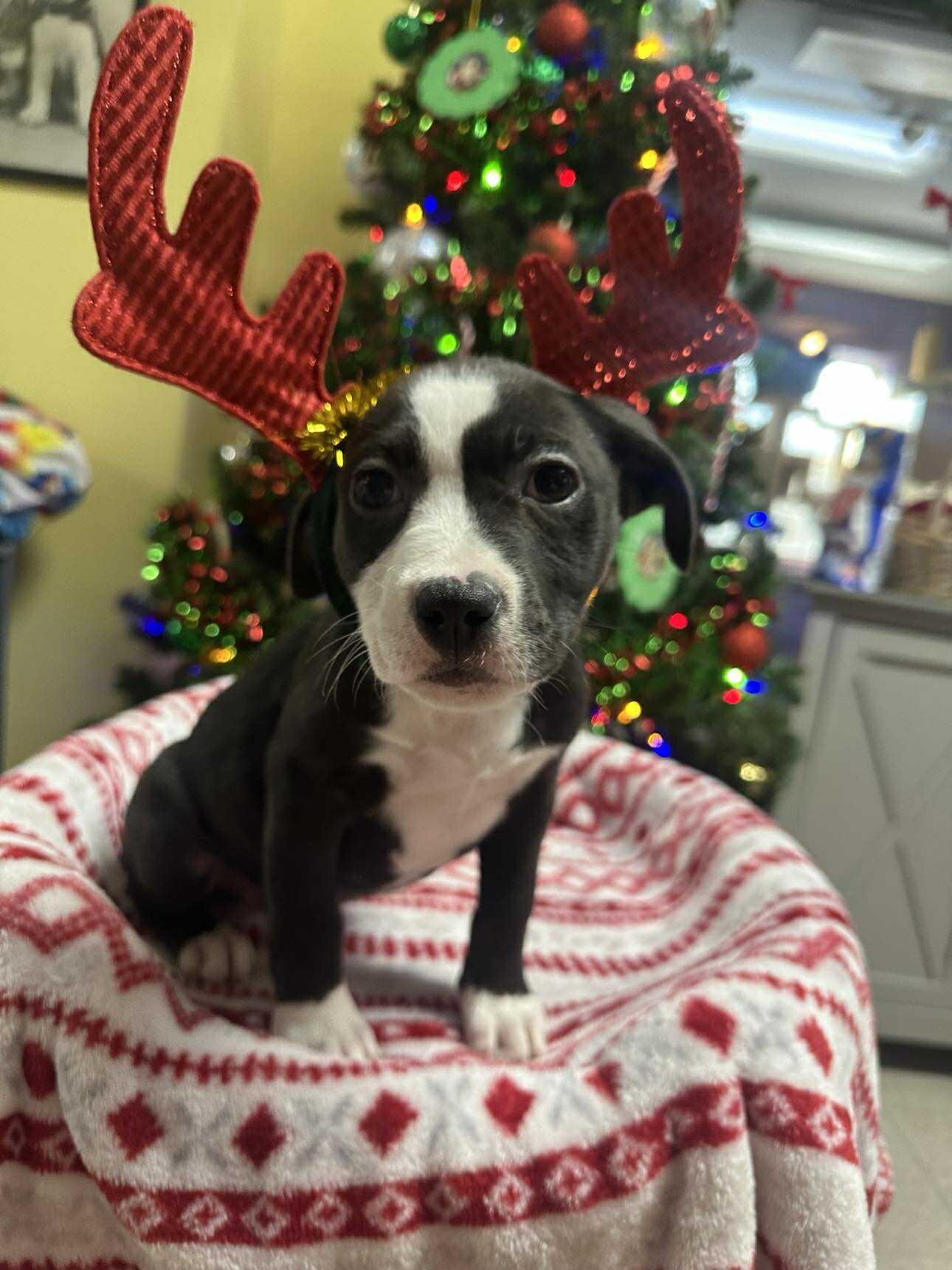 Enlarge Ginny, a ADOPTABLE Mixed Breed in Springfield, VT image 3/6