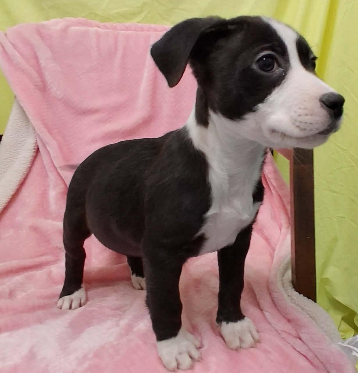 Enlarge Ginny, a ADOPTABLE Mixed Breed in Springfield, VT image 4/6