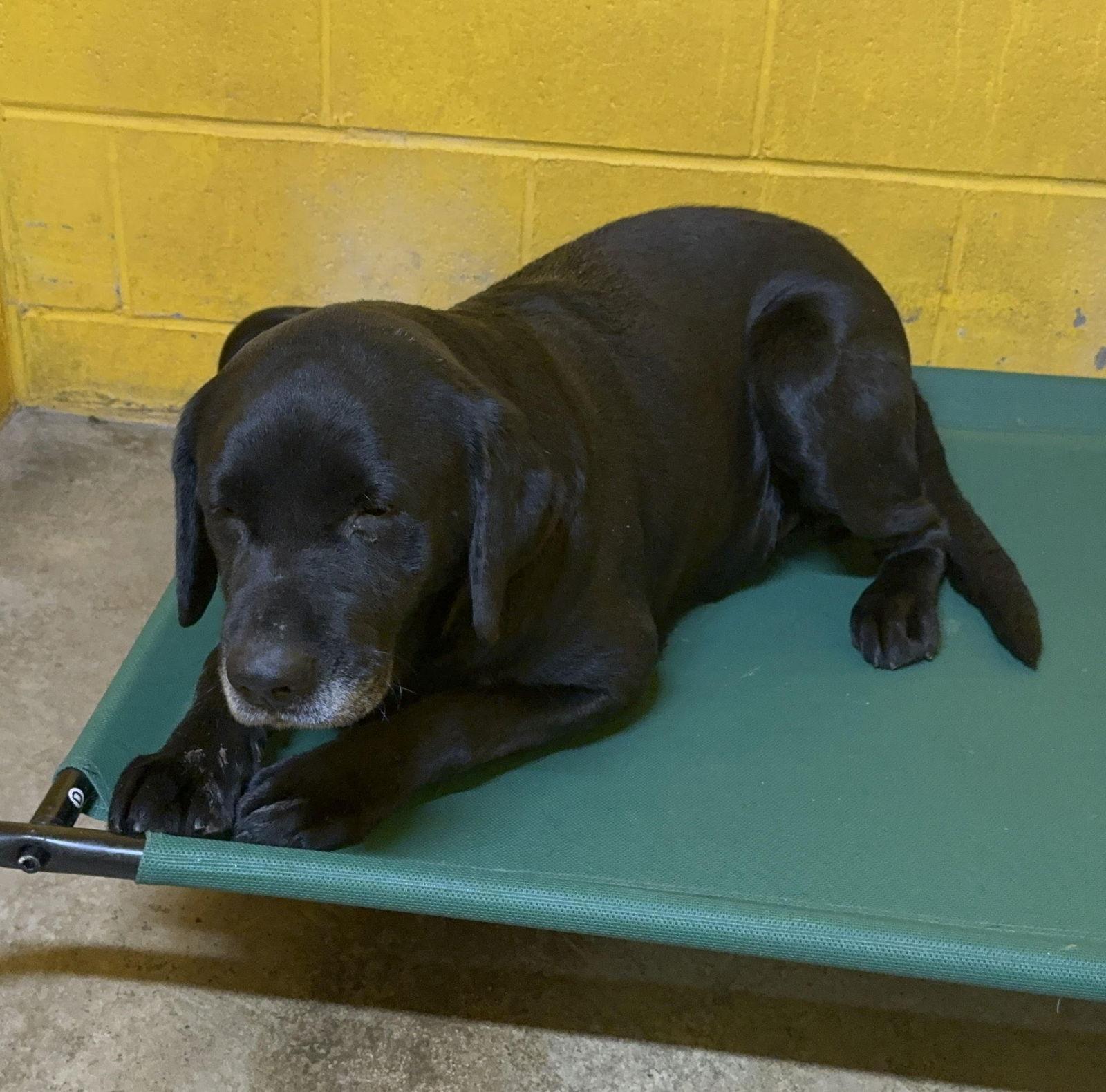 Beau, Adoptable, Adult Male Labrador Retriever.