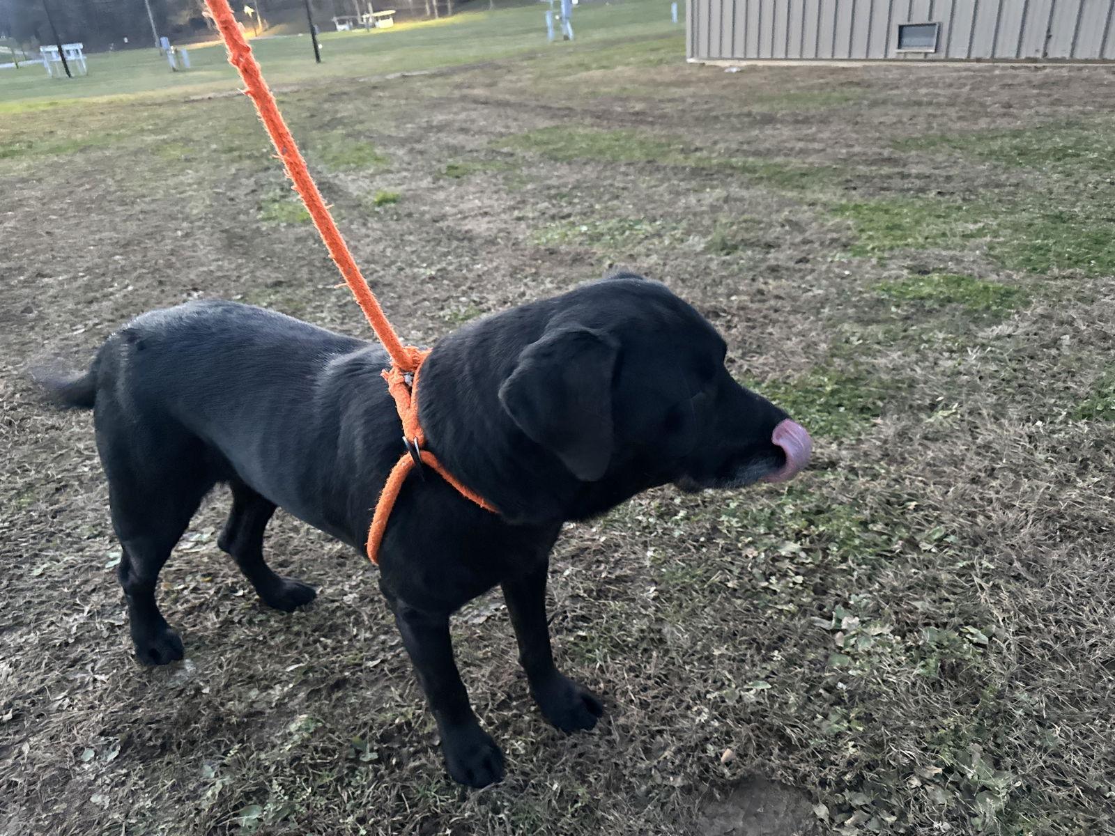 Enlarge Beau, a Adoptable Labrador Retriever in New Martinsville, WV image 2/3