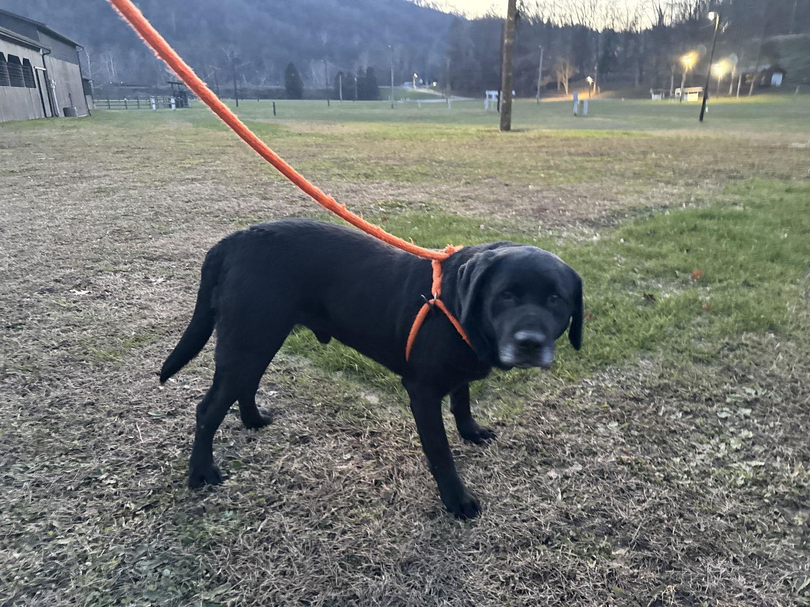 Enlarge Beau, a Adoptable Labrador Retriever in New Martinsville, WV image 3/3