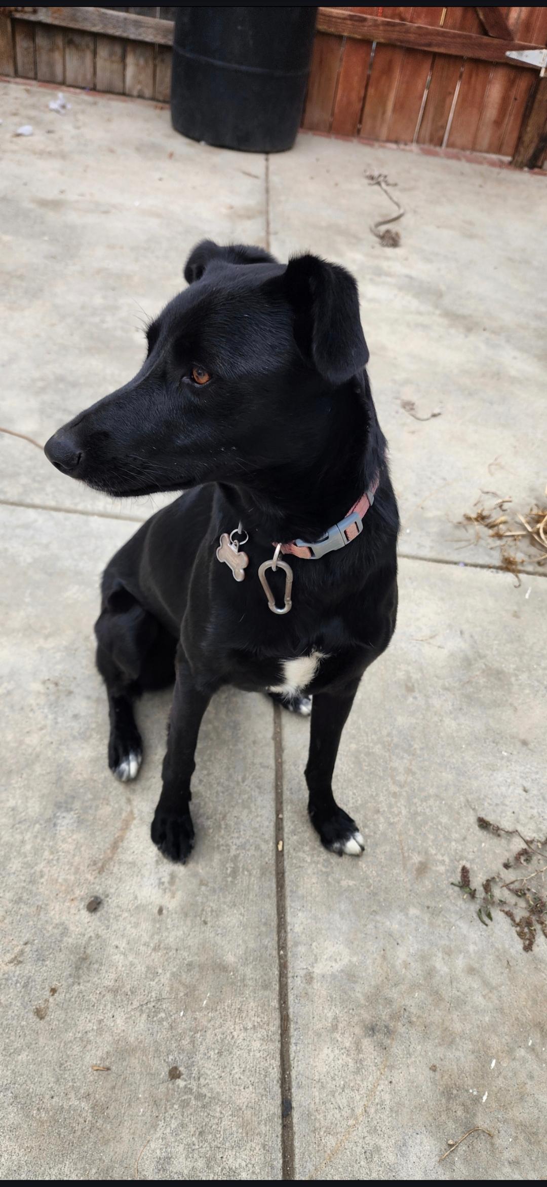 Sally, a Adoptable mixed breed in Orange, CA image 2/5