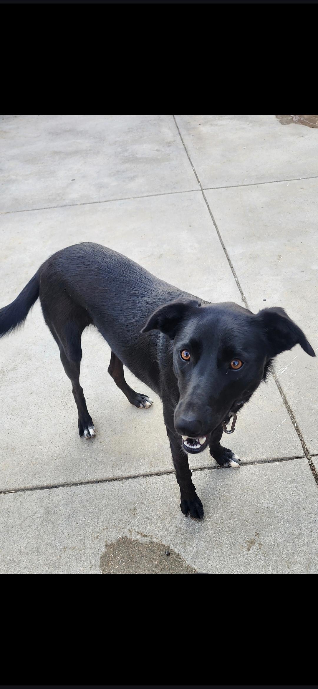 Sally, a Adoptable mixed breed in Orange, CA image 3/5