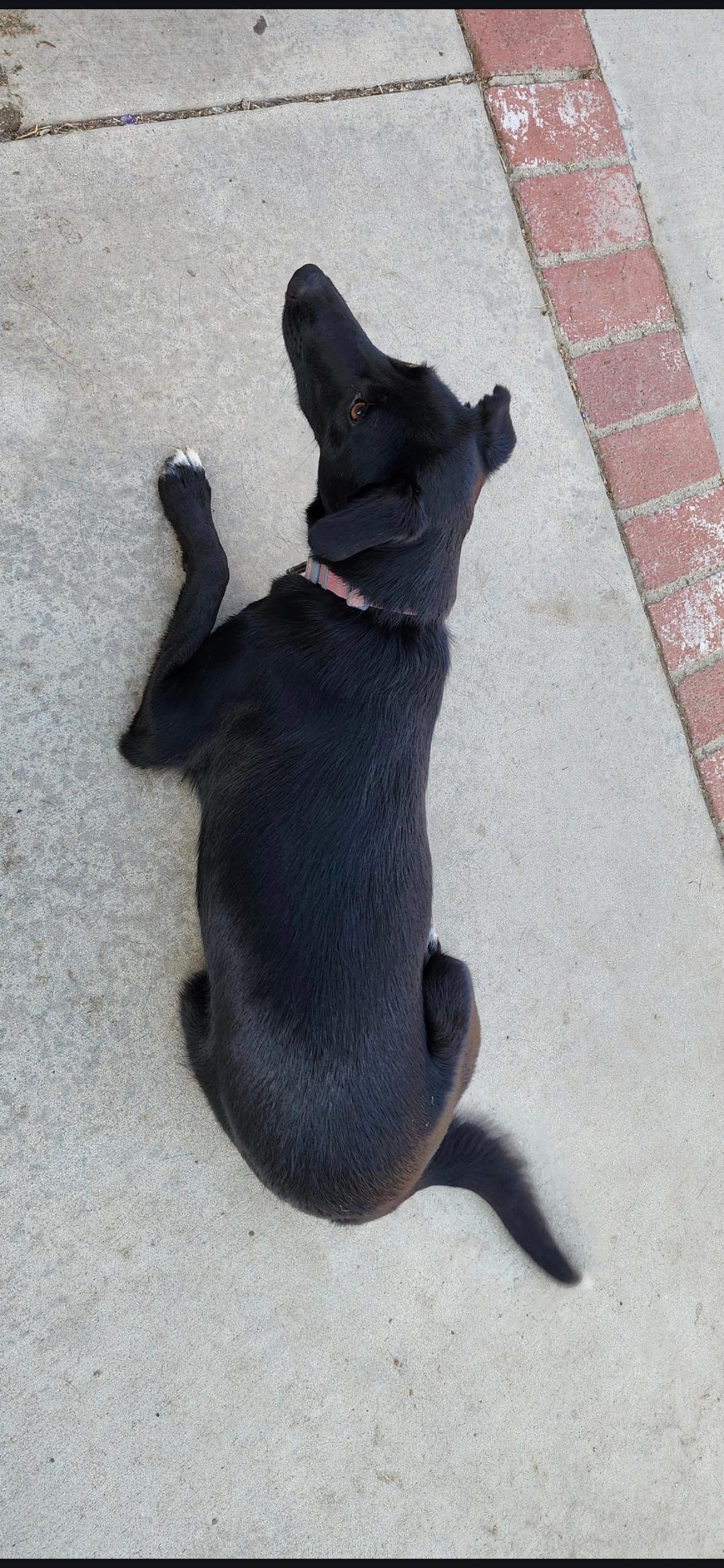 Sally, a Adoptable mixed breed in Orange, CA image 4/5