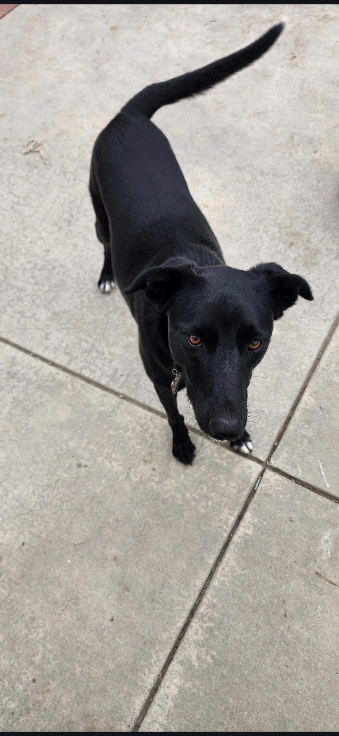 Sally, a Adoptable mixed breed in Orange, CA image 5/5