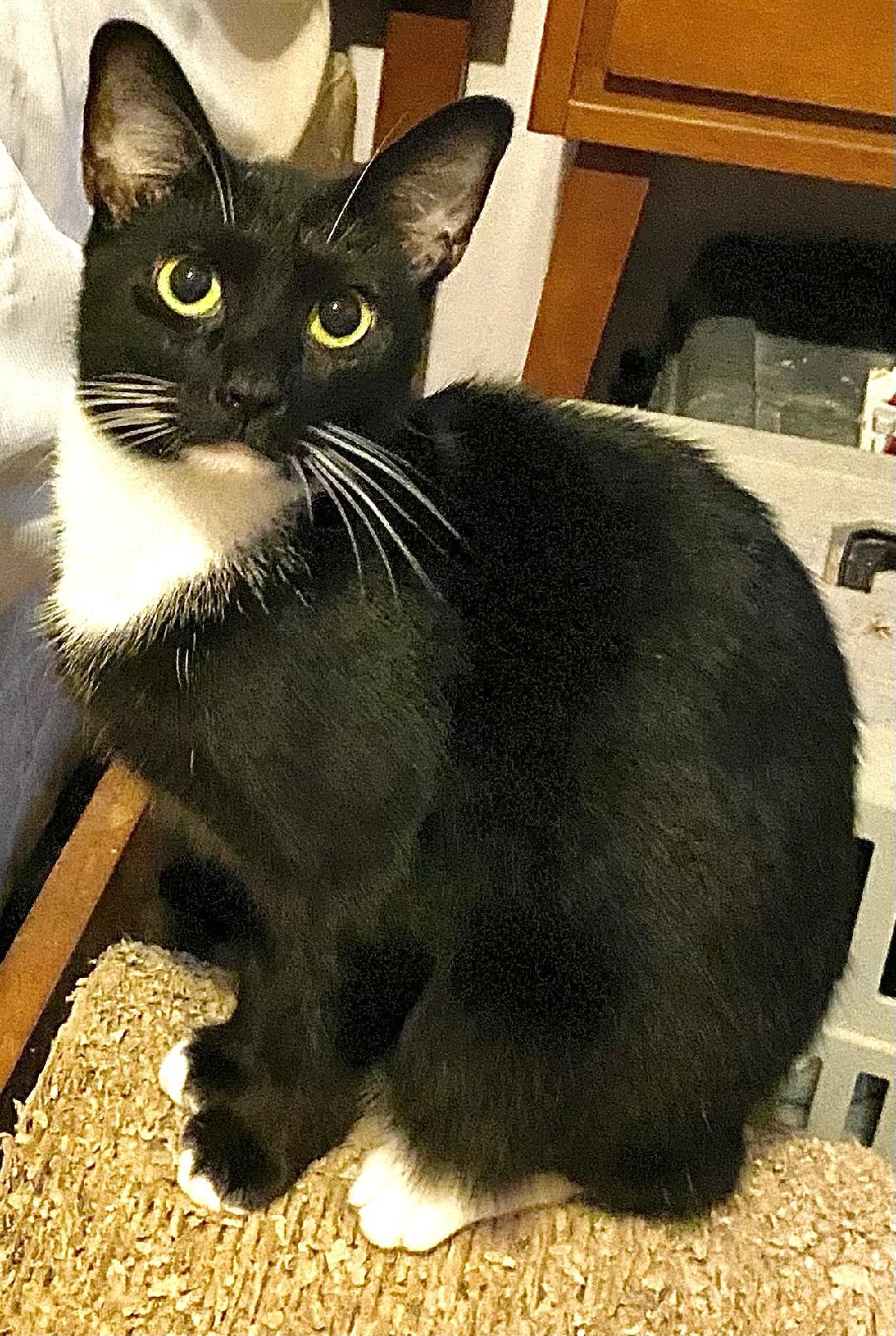 Tally, a Adoptable Domestic Short Hair in Chattanooga, TN image 1/6