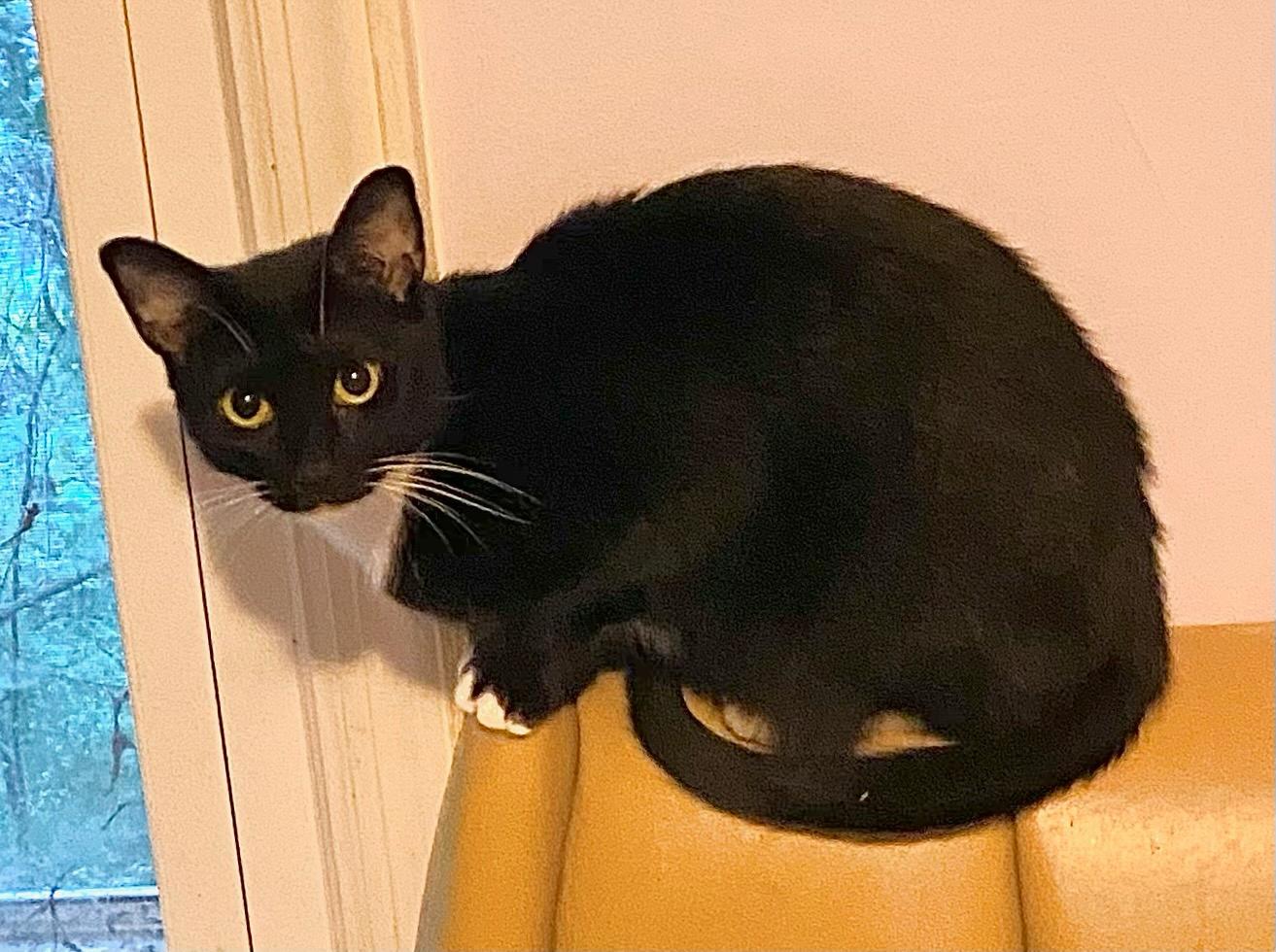 Tally, a Adoptable Domestic Short Hair in Chattanooga, TN image 6/6