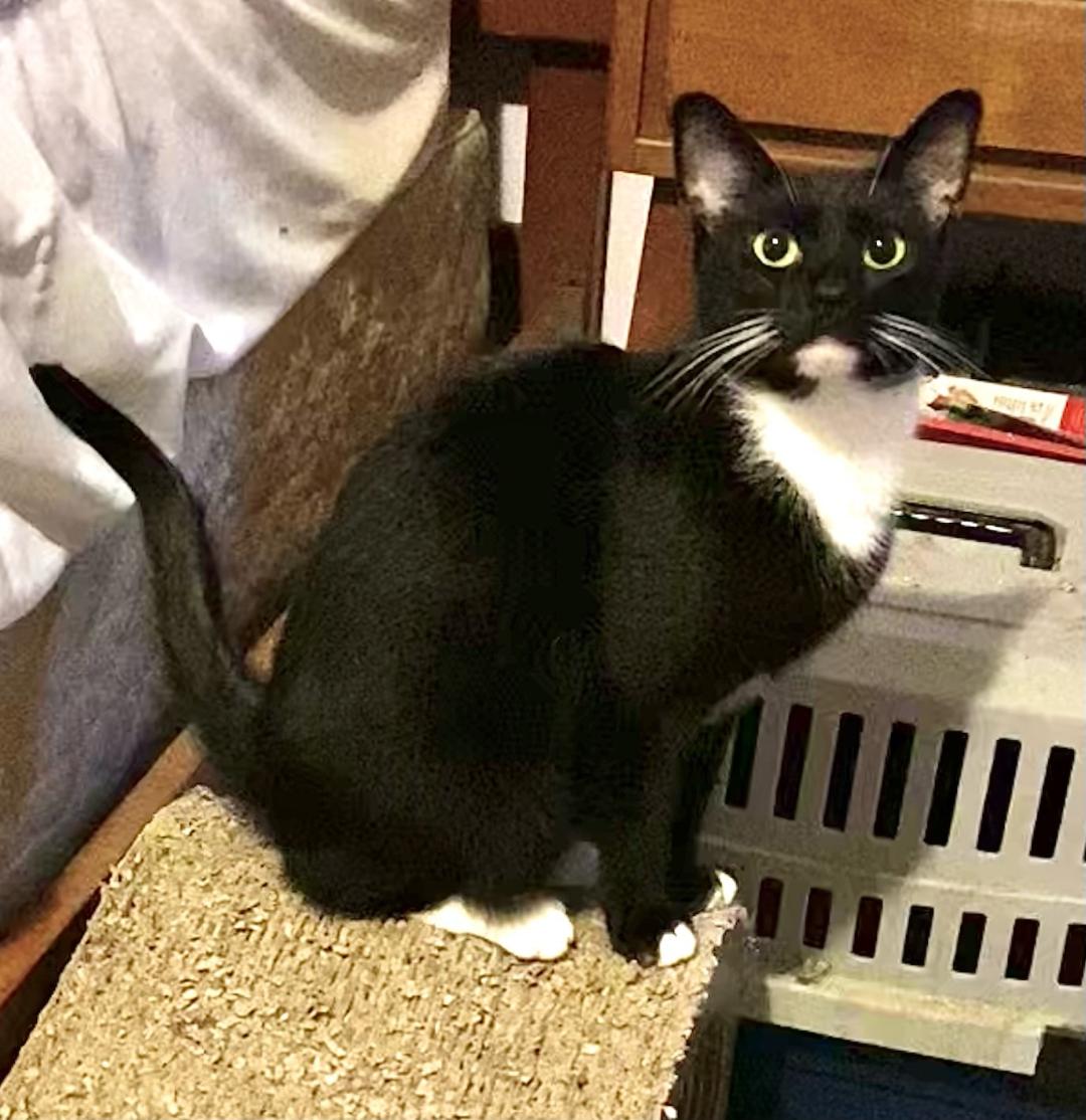 Tally, a Adoptable Domestic Short Hair in Chattanooga, TN image 5/6