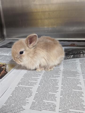 Kermie, an adoptable Bunny Rabbit Mix in Los Angeles, CA_image-1