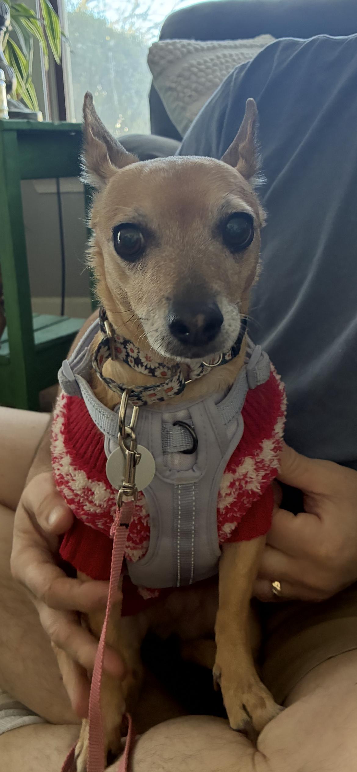 Lola , adopted, Senior Female Chihuahua.
