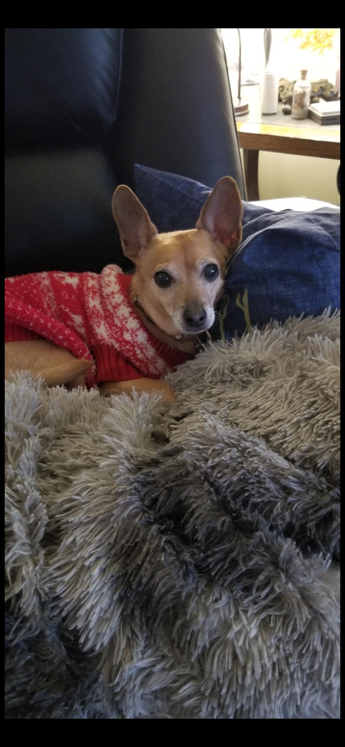 Enlarge Lola , an adopted mixed breed in Saint Louis, MO image 2/2