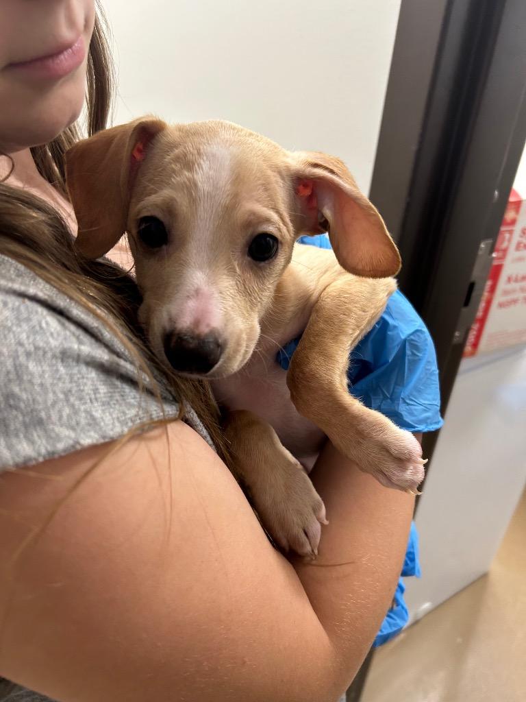 Enlarge Wizzy, a Adoptable mixed breed in Springfield, TN image 1/1